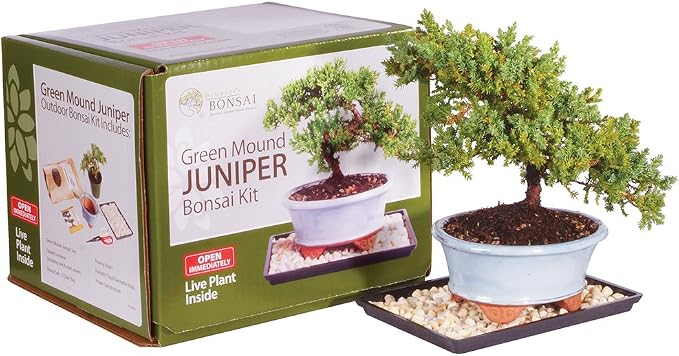 Brussel's Bonsai - Live Green Mound Juniper Bonsai Tree Kit, Outdoor Bonsai Tree Live Plant in Decorative Container, 3 Years Old, 6-8 Inches Tall, Easy Care Bonsai Starter Kit for Patio Garden (Small)
