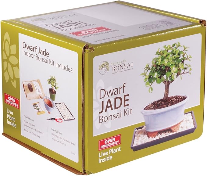 Brussel's Bonsai - Live Dwarf Jade Bonsai Tree Starter Kit with Ceramic Bonsai Pot & Bonsai Soil, Indoor Bonsai Plant Kit, Easy Care Houseplant for Beginners (Green)