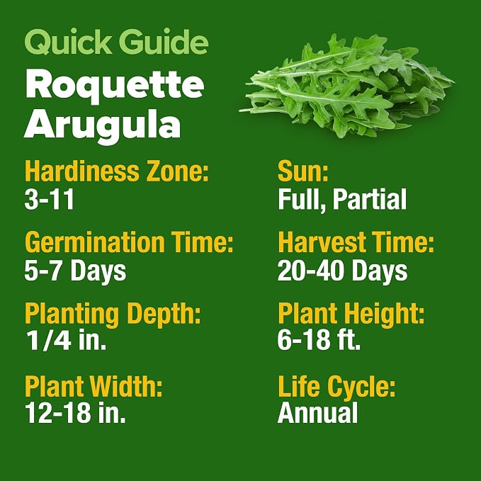 HOME GROWN Arugula Roquette Seeds 2,175+ Heirloom Non-GMO Seeds for Planting, High Germination, Fast Growing Peppery Salad Greens, Indoor Outdoor Hydroponic Garden, Microgreens (Eruca vesicaria)