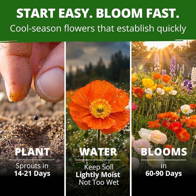HOME GROWN Iceland Poppy Seeds (0.60g) – 2026 Spring for Planting 3500 Flower Seeds, Iceland Poppy Seeds Papaver nudicaule, Poppy Seeds for Planting Outdoors, Perennial Flower Seeds Garden