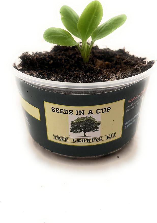 Tree Grow Kit | Easy to use | Educational | Memorial Gift | Plant It for The Planet | Grow Your Own Tree |Wide Selection to Choose from (Macadamia)