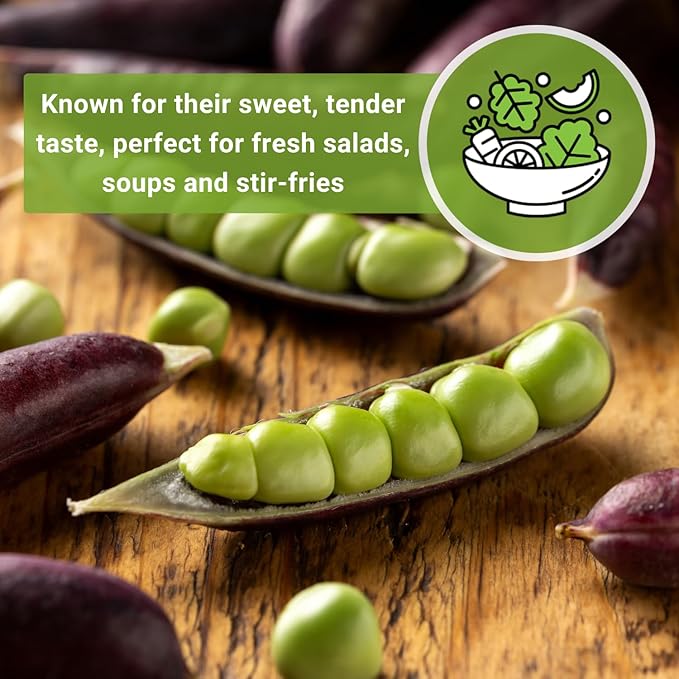 Sow Right Seeds - Desiree Snow Pea Seeds for Planting - Non-GMO Heirloom Packet with Instructions to Plant an Outdoor Home Vegetable Garden - Dwarf Bushes with Purple Pods - Large, Frost Resistant (3)
