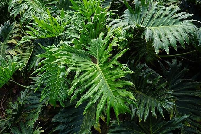 Gardenera Split Leaf Philodendron Soil Mix - Trusted by Gardening Experts for Healthy and Strong Plants - 20 Quart (4 Bags of 5 Quart)