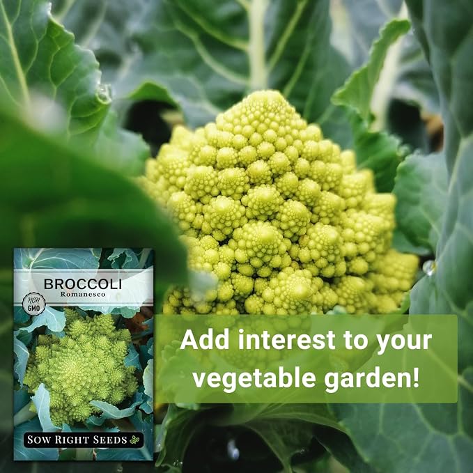 Sow Right Seeds - Romanesco Broccoli Seeds for Planting - Non-GMO Heirloom Packet with Instructions to Plant an Outdoor Home Vegetable Garden - Great for Salads - Abundant Harvest - Cold Hardy (2)