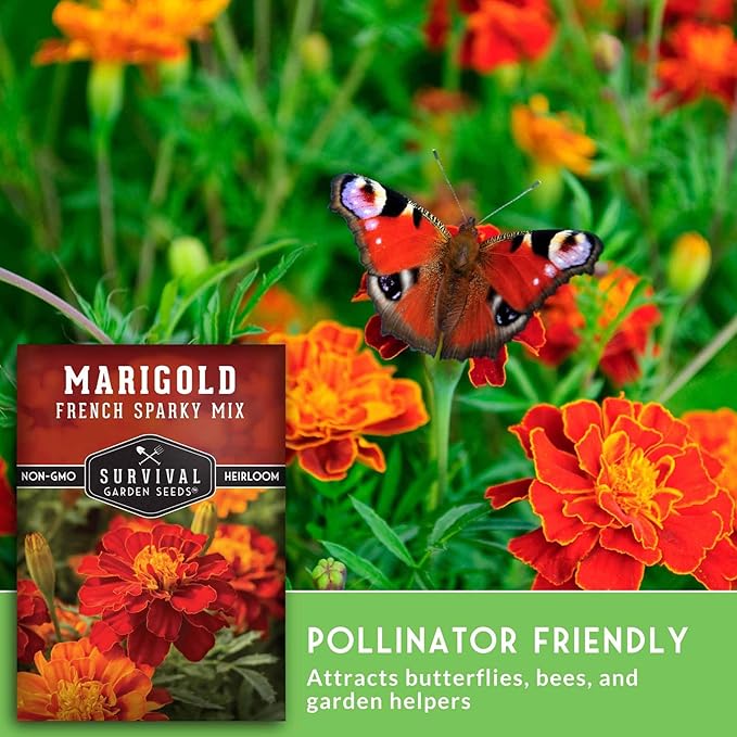 French Sparky Marigold Seeds for Planting - Grow Red & Orange Patula Flowers in Your Home Vegetable Garden - Heirloom Non GMO - Survival Garden Seeds (2 Packs)