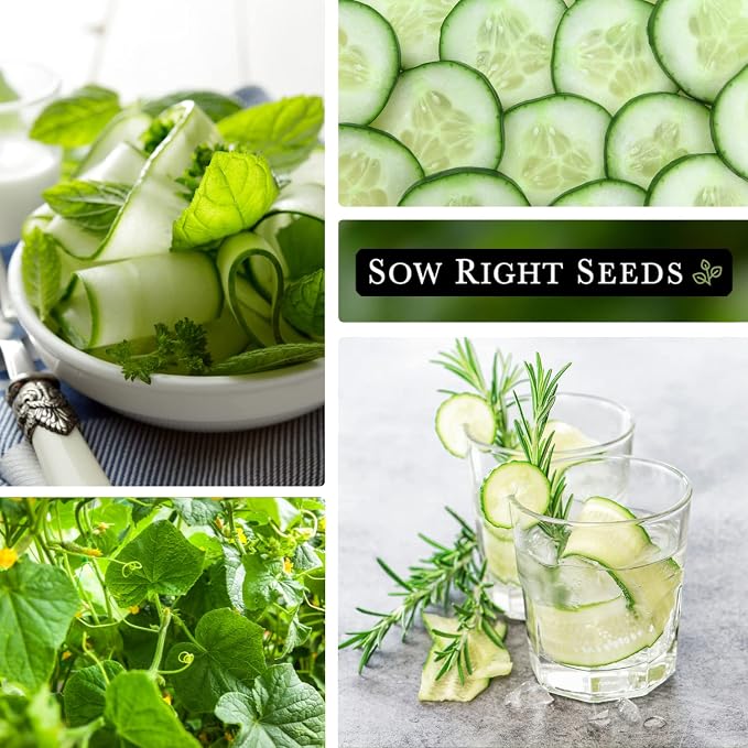 Sow Right Seeds - Beit Alpha Cucumber Seeds for Planting - Non-GMO Heirloom Packet with Instructions to Plant and Grow a Home Vegetable Garden - Start Indoors, Plant Outdoors with Trellis (2)