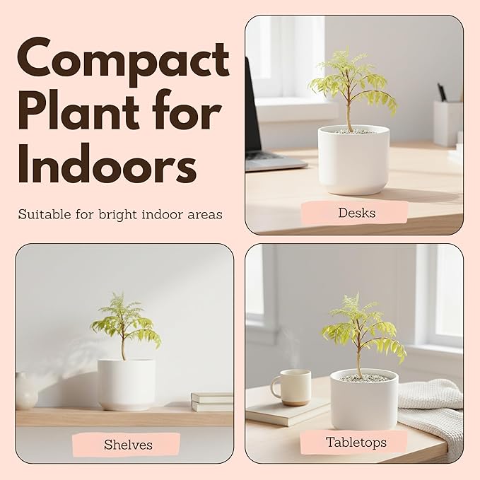 MyShelfie Jacaranda Tree Bonsai Starter Kit for Beginners - Gifts for Men Who Have Everything, Unique Gifts for Women, Small Bonsai Tree with Ceramic Pot, Easy to Grow and Maintain