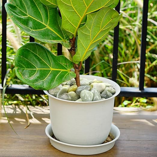 YISZM 40lbs Jade River Rocks for Landscaping, 2-3 Inch Natural Pebbles for Indoor Plants, High Polished Decorative Stones Garden Outdoor and Indoor DIY Vase Filler Fish Tank Aquariums