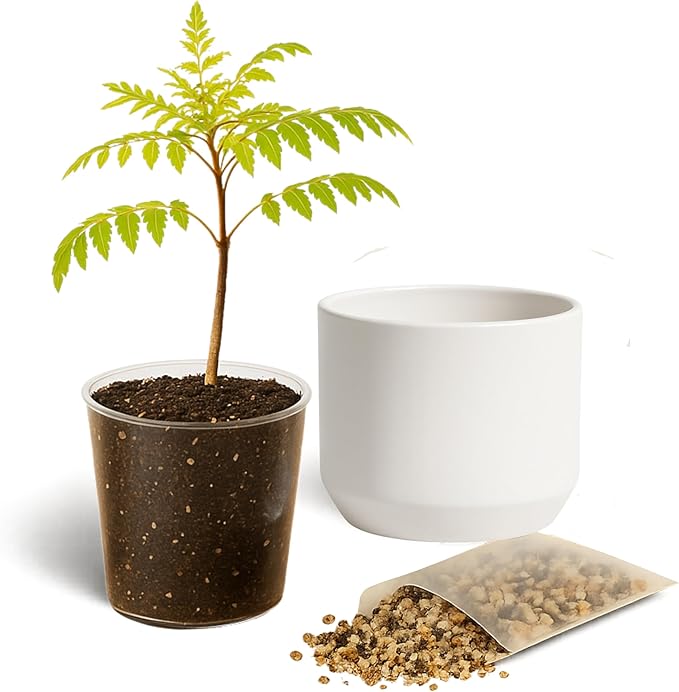 MyShelfie Jacaranda Tree Bonsai Starter Kit for Beginners - Gifts for Men Who Have Everything, Unique Gifts for Women, Small Bonsai Tree with Ceramic Pot, Easy to Grow and Maintain