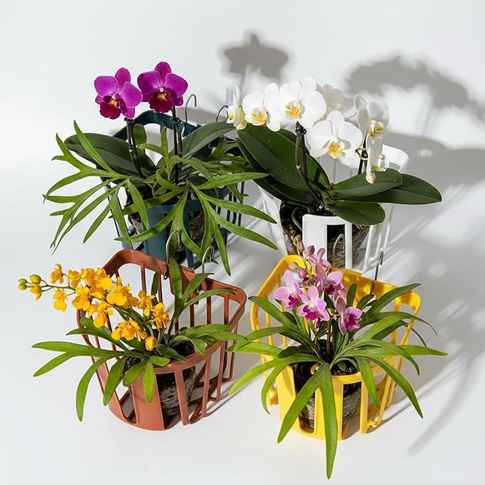 Staghorn Fern Mount Wall Planter Basket Vertical Orchid Hanging Planter