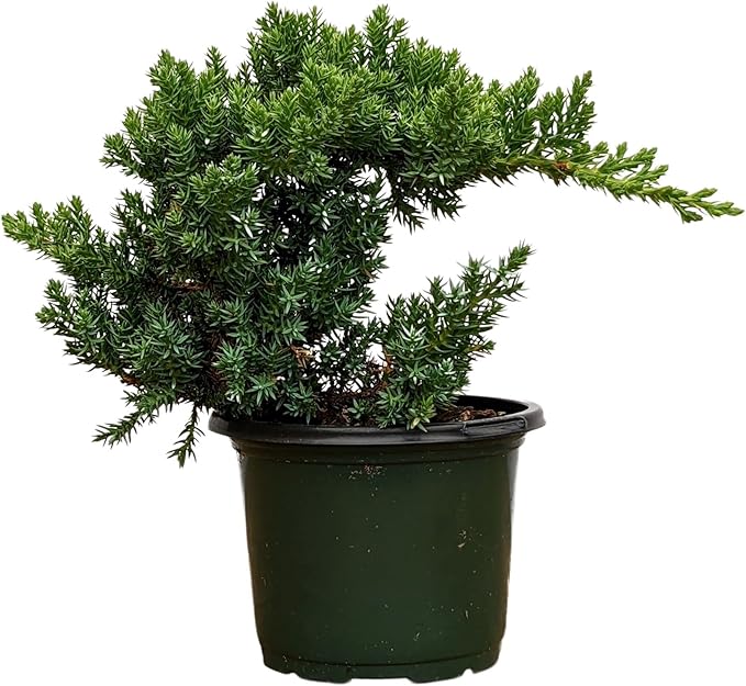 Healthy Juniper Outdoor Bonsai Tree - Easy to Care for, Responds Well to Wiring and Reshaping, Strictly an Outdoor Tree (Not Sold in California)