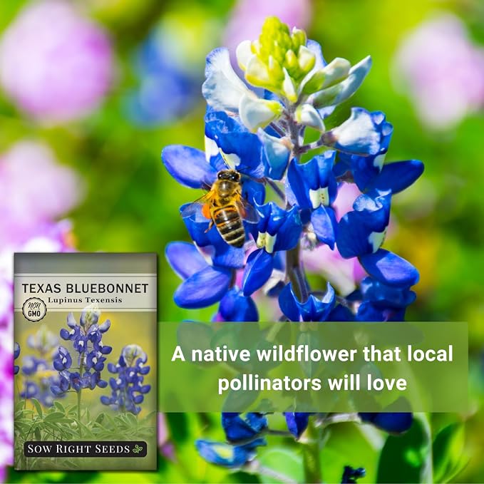 Sow Right Seeds - Texas Bluebonnet Seeds to Plant - Non-GMO Heirloom Seeds -Full Instructions for Planting - Beautiful Perennial Blue Blooms -Sweet Addition to Your Yard (4)
