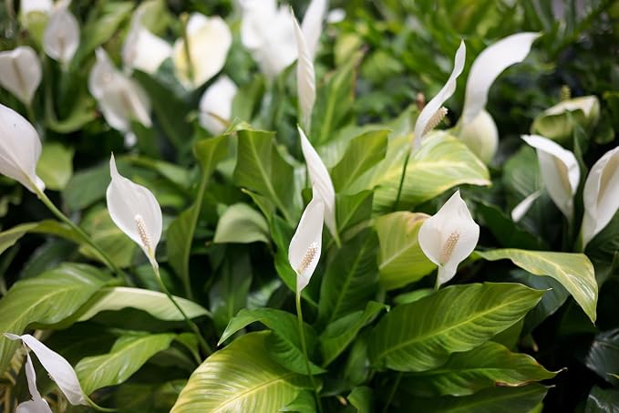 Gardenera's Peace Lilies Potting Mix - Ensure Peace Lily Health with Gardenera's Expertly Blended Soil Mix [5-Quart Bag]