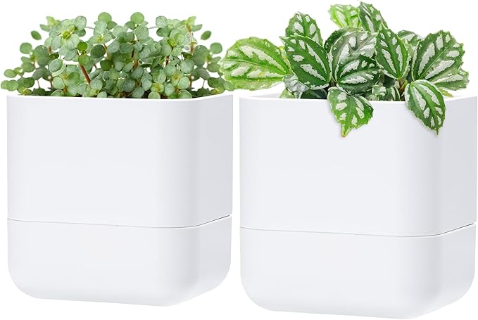 Phoenix Vine 6.5 Inch Wall Mounted Self-Watering Planter Pot