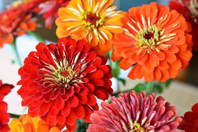 Set of 31 Premium Variety Flower Seed Packets - Heirloom Non-GMO and Proudly Sourced in The USA (31)