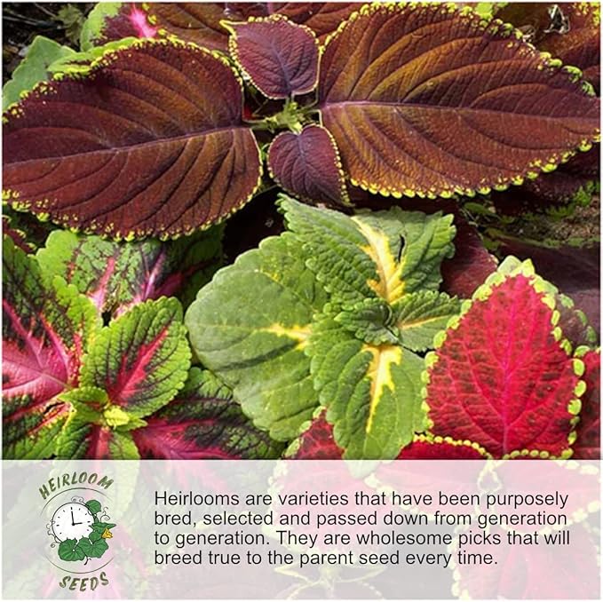 Seed Needs Morning Glory Seeds Variety Pack of 5 Vining Ipomoea Flowers