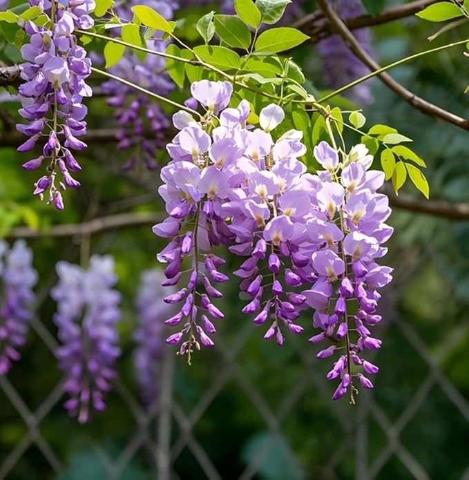 Wisteria Bonsai Starter Tree (1 Year Old Live Plant) – Wisteria Floribunda Seedling – Fast Growing Flowering Vine for Bonsai Training – Outdoor/Indoor Bonsai Tree Starter Kit Plant
