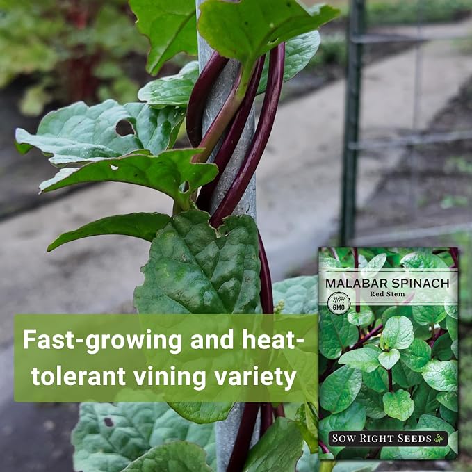 Sow Right Seeds - Malabar Red Stem Spinach Seeds for Planting - Non-GMO Heirloom - Perfect for Outdoors & Fall - Grow Nutritious Leaves - Easy to Plant, High Yield - Ideal for Home Gardeners (1)