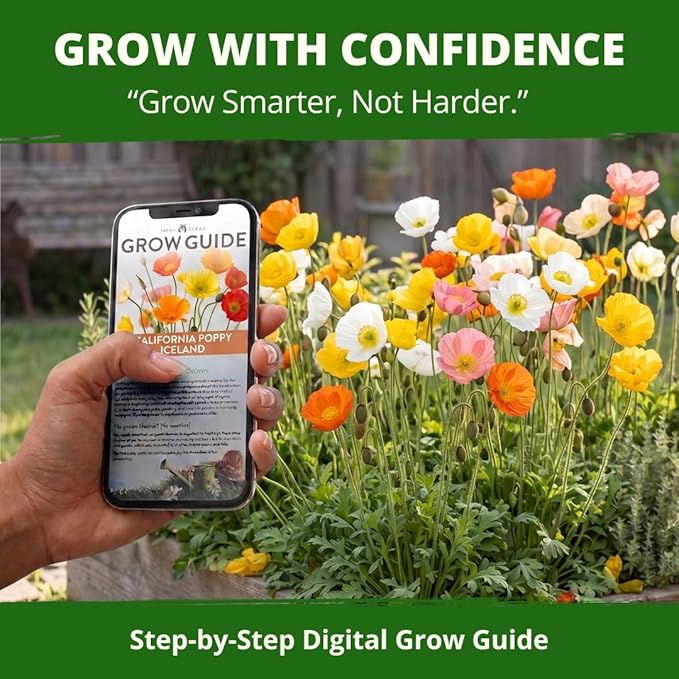 HOME GROWN Iceland Poppy Seeds (0.60g) – 2026 Spring for Planting 3500 Flower Seeds, Iceland Poppy Seeds Papaver nudicaule, Poppy Seeds for Planting Outdoors, Perennial Flower Seeds Garden