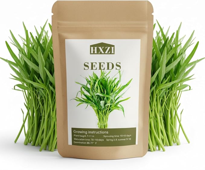 1000 Kangkong Seeds for Planting – Rau Muong Seeds Vietnam Variety – Kong Xin CAI Ong Choy Asian Vegetable for Filipino & Vietnamese Garden Growing