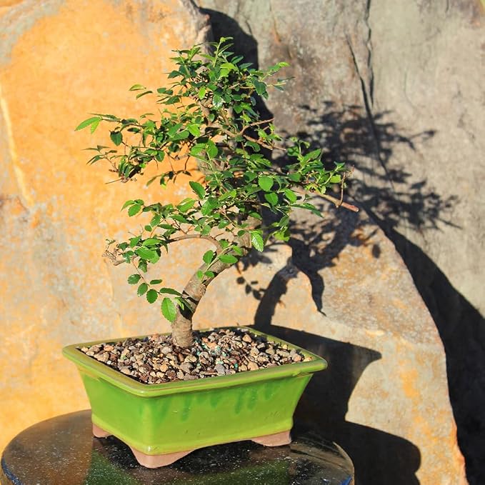 Brussel's Bonsai Live Chinese Sweet Plum Bonsai Tree - 5 Years, 6 to 10 in - Indoor Bonsai in Ceramic Bonsai Pot