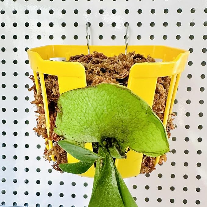 Staghorn Fern Mount Wall Planter Basket Vertical Orchid Hanging Planter