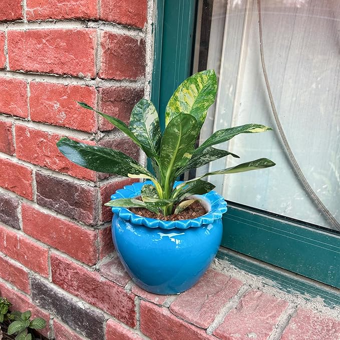 African Violet Flower Pot Blue Ceramic Self Watering Flower Pot 6.5 * 4.6 inch Simple Plant Self Watering Pot High Absorption Herbaceous Simple Plant Self Watering Basin