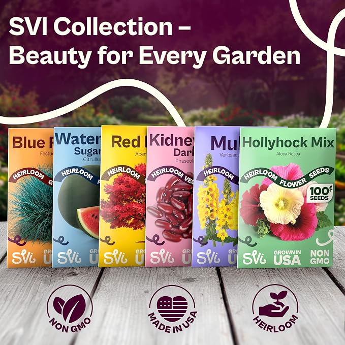SVI 250 Texas Early Grano Onion Seeds (Allium cepa) - Short Day, Sweet & High Yield Variety - Heirloom Vegetable Seeds for Outdoors & Indoor Garden