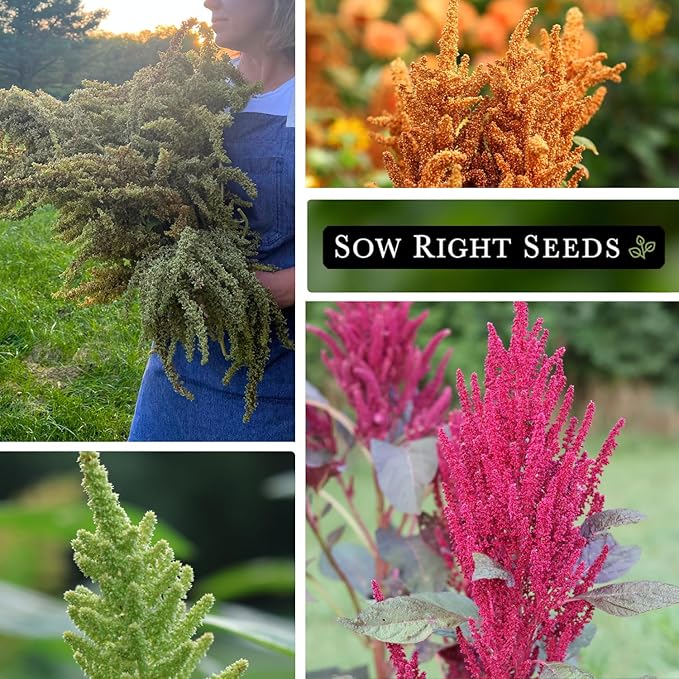 Sow Right Seeds - Amaranth Seed Collection for Planting - Non-GMO Heirloom Varieties to Grow an Outdoor Home Garden - Red & Green Garnet, Bronze, Love Lies Bleeding - Striking Cut Flowers