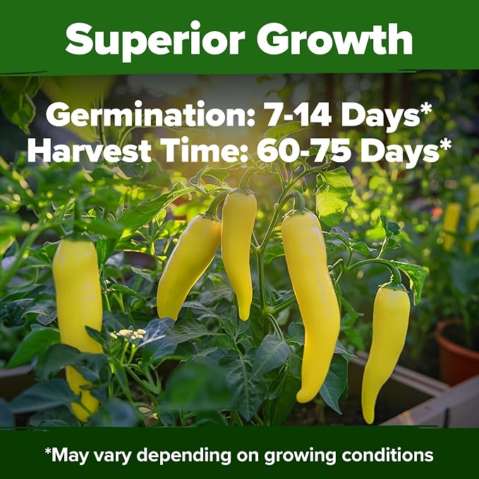 HOME GROWN Sweet Banana Pepper Seeds 188+ Heirloom Non-GMO Seeds for Planting, High Germination, Mild Yellow Sweet Peppers, Prolific Garden Crop, Perfect for Pickling & Salads (Capsicum annuum)