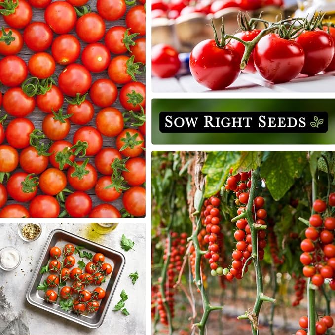 Sow Right Seeds - Large Red Cherry Tomato Seeds for Planting - Non-GMO Heirloom Packet with Instructions to Plant a Home Vegetable Garden - Tasty Snacking Variety, Start Indoors - Indeterminate (4)