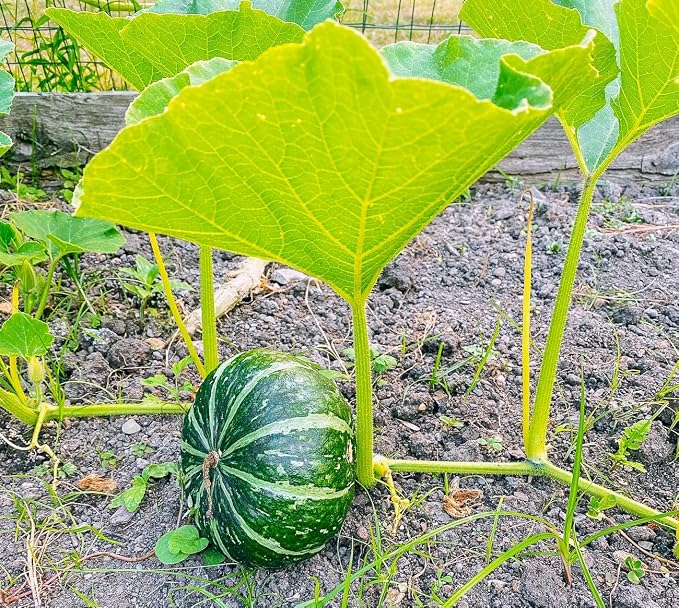 TomorrowSeeds - Kabocha Squash Seeds - 60+ Count - for 2026 Planting Japanese Pumpkin Green Hokkaido Ebisu Asian Tetsukabuto Buttercup Gourd Garden Vegetable Grow Your Own Home Farm Patio Healthy