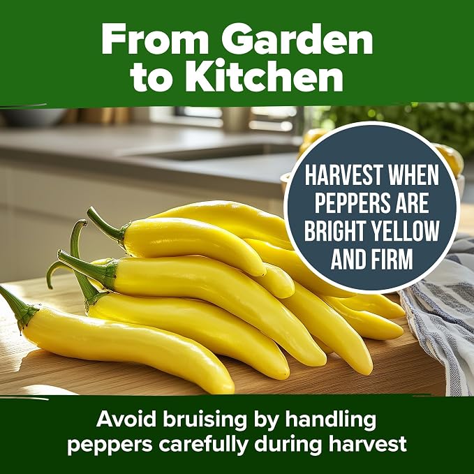 HOME GROWN Sweet Banana Pepper Seeds 188+ Heirloom Non-GMO Seeds for Planting, High Germination, Mild Yellow Sweet Peppers, Prolific Garden Crop, Perfect for Pickling & Salads (Capsicum annuum)