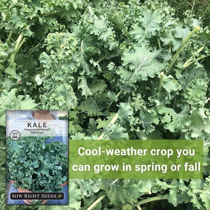 Sow Right Seeds - Dwarf Siberian Improved Kale Seed for Planting - Non-GMO Heirloom Packet with Instructions to Plant a Home Vegetable Garden - Very Nutritious Superfood - Classic Variety (2)