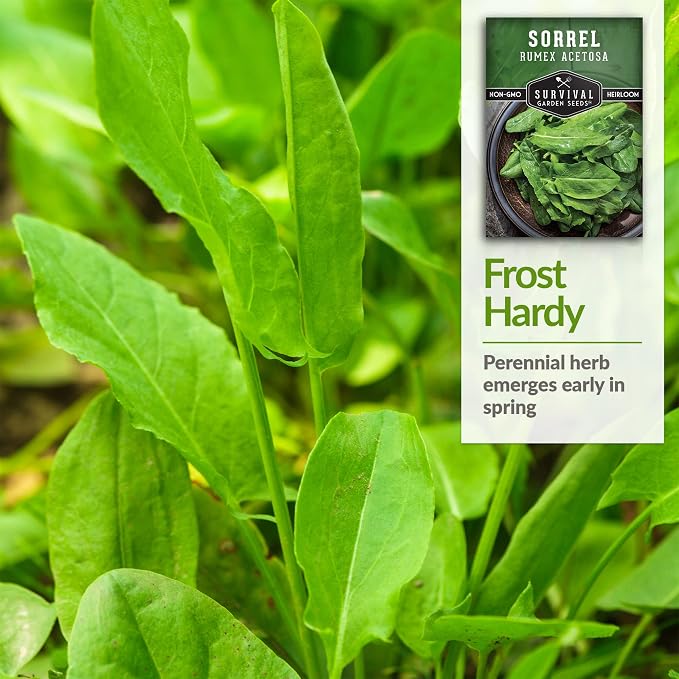 Sorrel Seeds for Planting - Large Leaf Garden Sorrel - Cool Weather Perennial Vegetable for Edible Leafy Greens - Heirloom Non GMO - Survival Garden Seeds (5 Packs)
