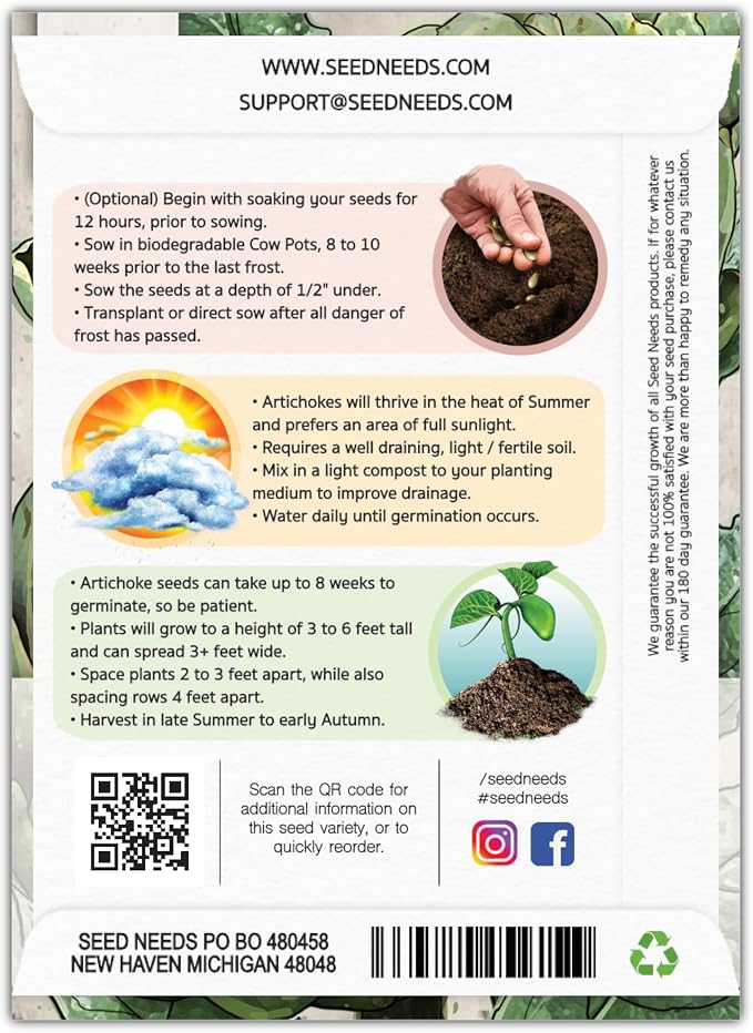 Seed Needs Green Globe Artichoke Seeds to Plant Heirloom & Non-GMO 2 Packs