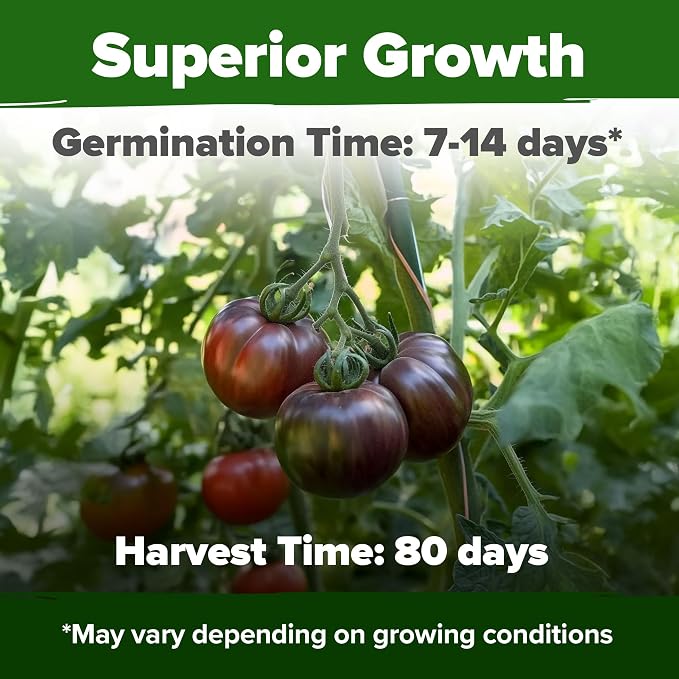 HOME GROWN Cherokee Purple Tomato Seeds 212+ Heirloom Non-GMO Seeds for Planting, High Germination, Indeterminate Beefsteak, Rich Smoky Flavor, Slicing Tomato for Garden (Solanum lycopersicum)