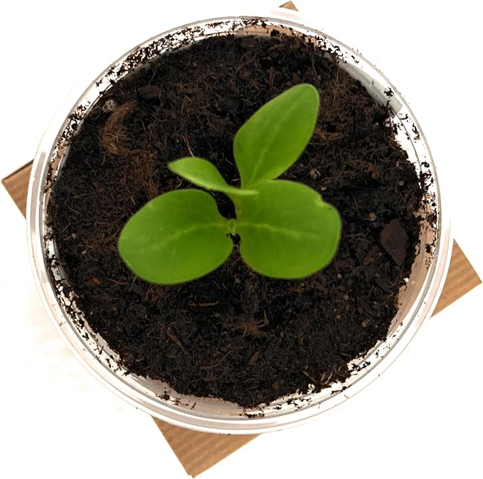 Tree Grow Kit | Easy to use | Educational | Memorial Gift | Plant It for The Planet | Grow Your Own Tree |Wide Selection to Choose from (Olive)