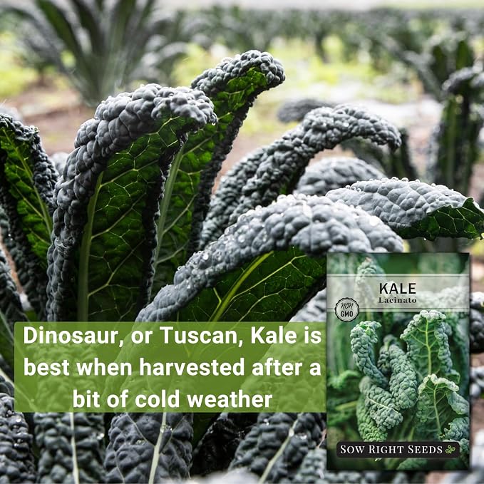 Sow Right Seeds - Lacinato Kale Seed for Planting - Non-GMO Heirloom Packet with Instructions to Plant a Home Vegetable Garden - Very Nutritious Superfood, Grow This Dinosaur Variety (4)