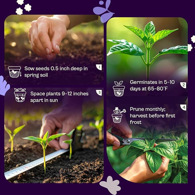 SVI 2000 Genovese Basil Seeds (Ocimum basilicum) – Sweet Basil Seed Packets – Aromatic Non GMO Heirloom Large Leaf Culinary Herb Seeds, Outdoor & Indoor Herb Garden