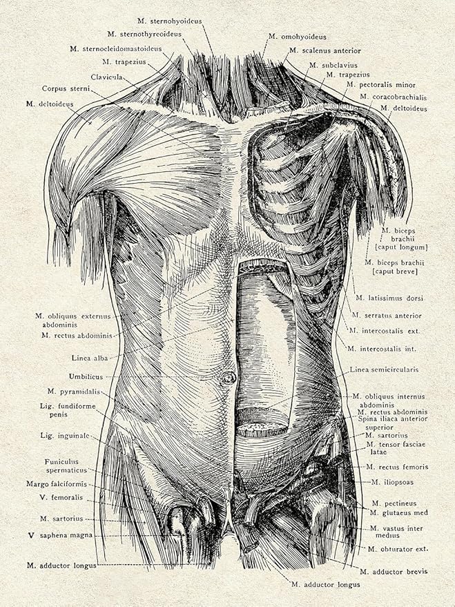 Ohhvvow Human Anatomy Artwork Medical Wall Art Canvas, 8 * 10 Inch Muscle