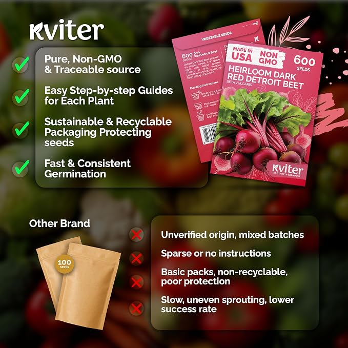 KVITER 600 Detroit Dark Red Beet Seeds (Beta vulgaris) - Known As Beet Root, Tender & Sweet 2-3" Red Beets - Non Gmo & Heirloom Vegetable Seeds For Planting Outdoors in Garden, Raised Beds, Containers