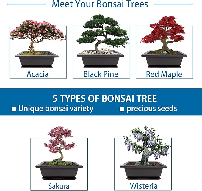 Bonsai Starter Kit, 5 Seeds Growing into Acacia, Wisteria, Sakura, Red Maple and Black Pine, Including Complete Gardening Tools with A Gift Box for Men Women Beginners