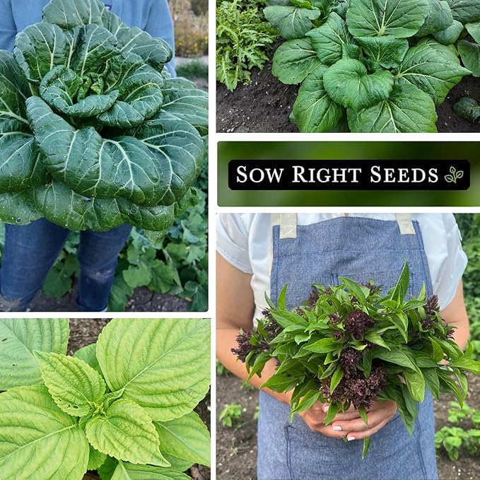 Sow Right Seeds - Asian Greens Seed Collection for Planting - Includes Thai Basil, Bok Choy, Chinese Celery, Green Shiso & Tat SOI - Non-GMO Heirloom Varieties to Plant and Grow Indoors or Outdoors