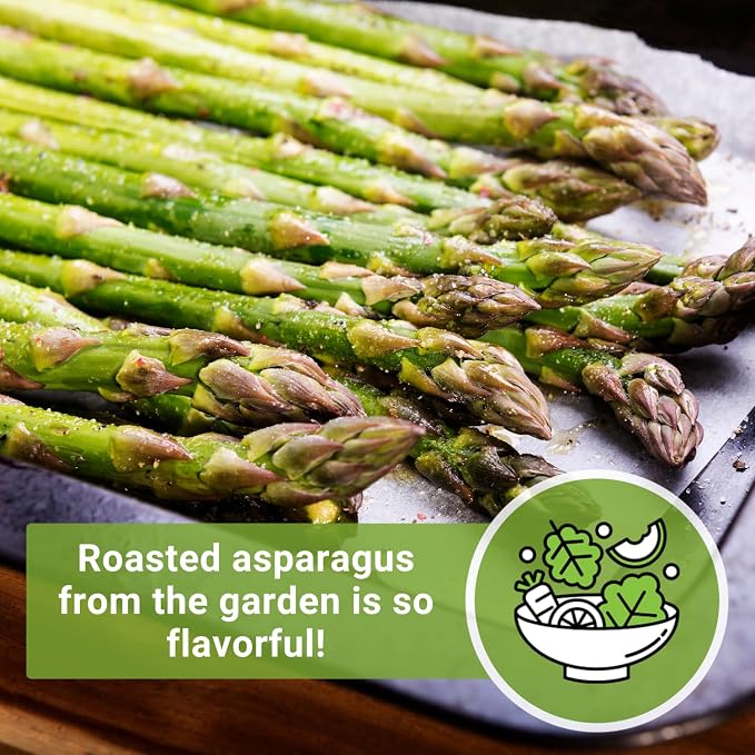 Sow Right Seeds - Mary Washington Asparagus Seed for Planting - Non-GMO Heirloom Packet with Instructions to Plant an Outdoor Home Vegetable Garden - Classic Perennial Stalks with Hearty Flavor (1)