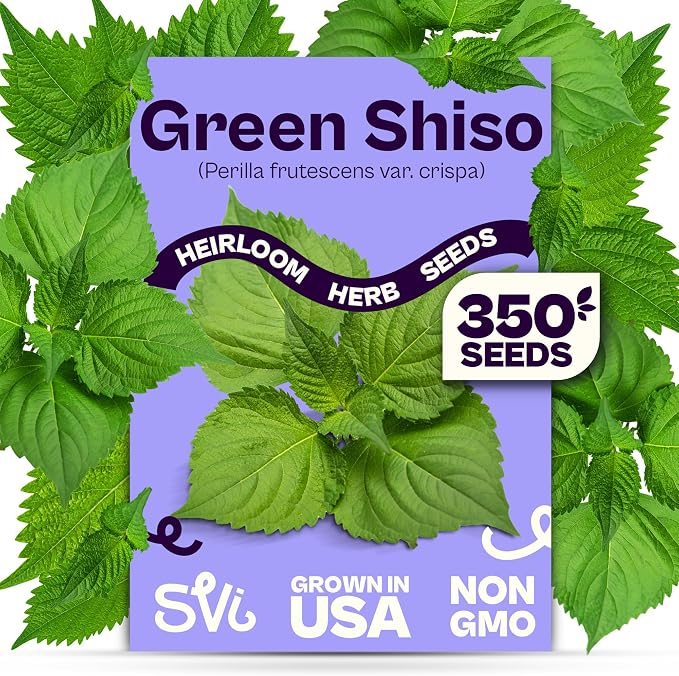 SVI 350 Green Shiso Seeds (Perilla frutescens) – Japanese Shiso Perilla Seed Packets, Aromatic Leaves – Japanese Heirloom Herb Seeds Outdoors & Indoor Herb Garden