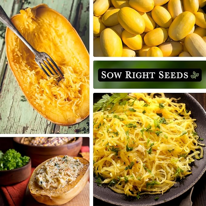 Sow Right Seeds - Spaghetti Squash Seeds for Planting - Non-GMO Heirloom Packet with Instructions to Plant and Grow an Outdoor Home Vegetable Garden - Roast and Enjoy Eating This Favorite Variety (4)