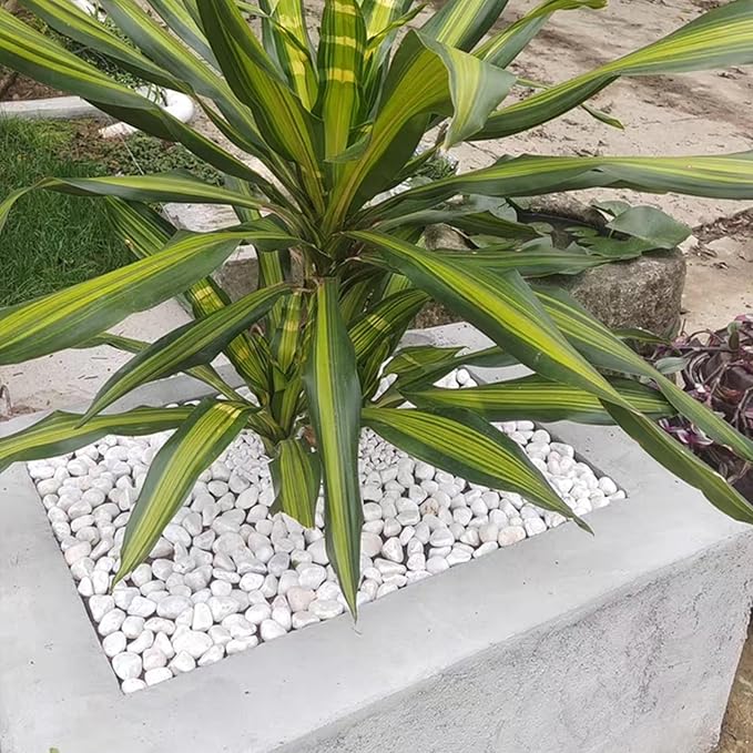 FANTIAN 20 lbs White Stones for Landscaping, 1-2 Inch Pebbles Decorative River Rocks for Plants Indoor, Vases, Aquariums Gravel, Crafting and Garden
