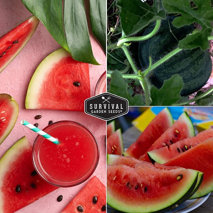 Sugar Baby Watermelon Seeds - Grow Little Round Icebox Watermelons at Home - Non-GMO Heirloom Variety for Planting - Survival Garden Seeds (3 Pack)