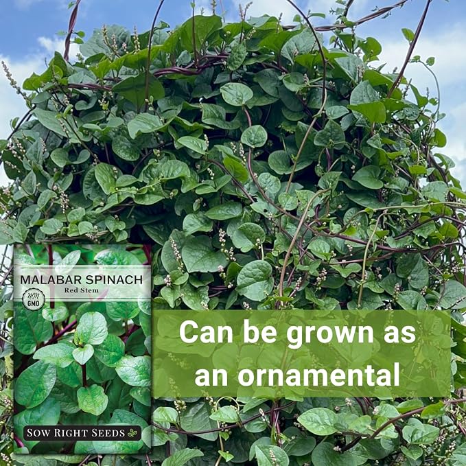 Sow Right Seeds - Malabar Red Stem Spinach Seeds for Planting - Non-GMO Heirloom - Perfect for Outdoors & Fall - Grow Nutritious Leaves - Easy to Plant, High Yield - Ideal for Home Gardeners (1)